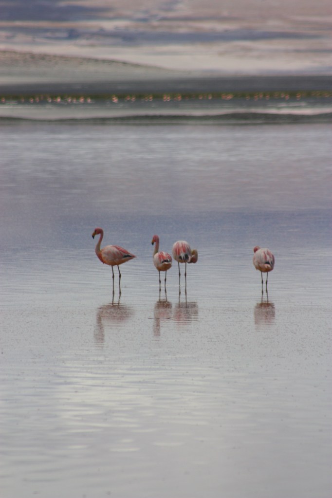 Flamingos
