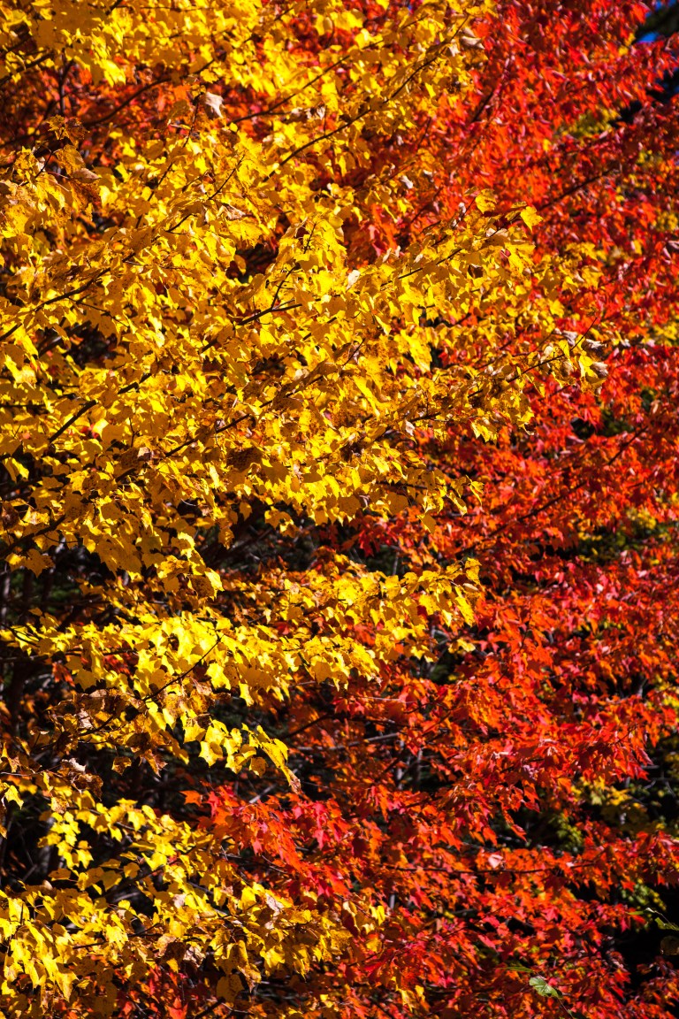 TAllen-2018-10-07-7487