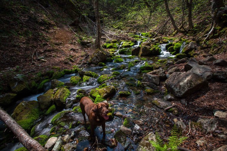 TAllen-2019-06-02-8004